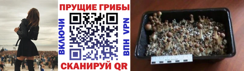 Псилоцибиновые грибы Psilocybe  купить  сайты  Тюмень 